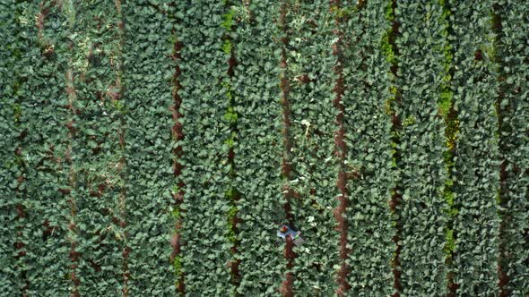 Top View of a Woman Who Works in an Agricultural Field Where Vegetables Grow alt
