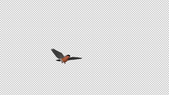 Bullfinch Bird - Flying Over Screen - IV