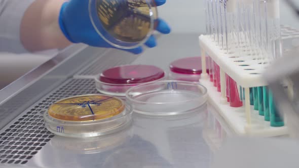 Women's Hands Take Samples From a Flat Glass Container with an Experience. The Chemist Checks the alt