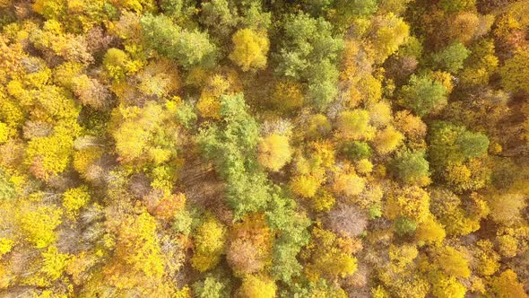 Nature Autumn Forest From Above