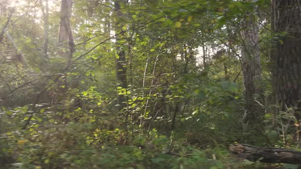 Trees in the Forest on an Autumn Day alt