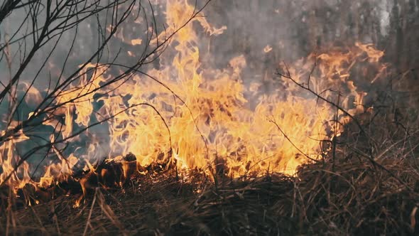 Fire in the Forest Burning Dry Grass Trees Bushes Flame and Smoke Wildfires alt