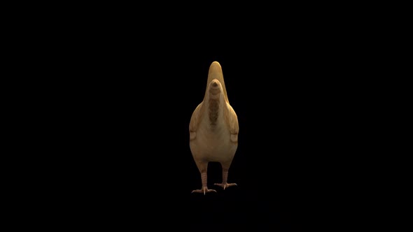 Chicken Walk View From Back alt