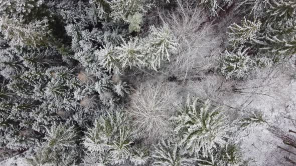 Bottom up aerial shot of a snow covered conifer forest. Birds eye view of a snow covered forest.