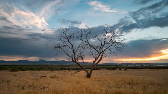 Colorful sunset time lapse viewing single treen in golden grassy field alt