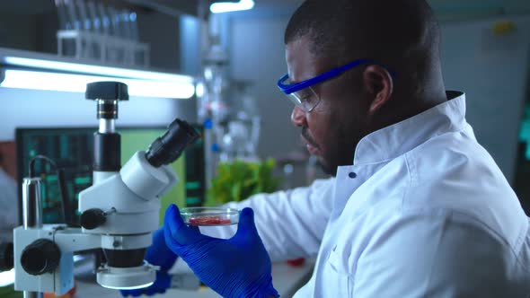 Black Scientist Inspecting Tomato Under Microscope alt