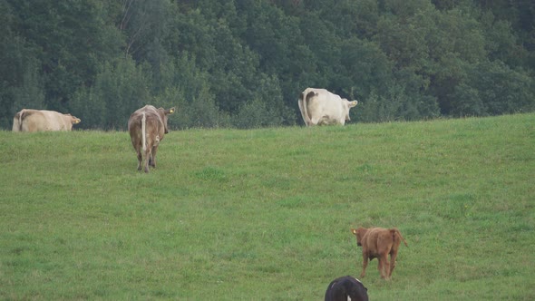 Herd of cows grazing on a green meadow alt
