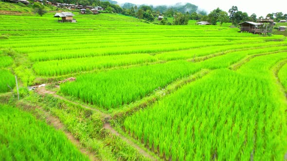 An aerial view over the beautiful rice terraces alt