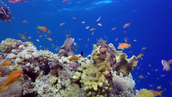Underwater Marine Life  Lion-Fish alt