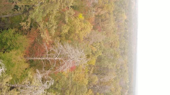 Vertical Video of the Forest on an Autumn Day Slow Motion alt