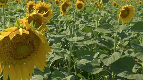 Field Sunflower Cultivation In The Harvest Season alt