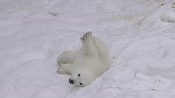 A Polar Bear Cub Rests And Plays In A Snow