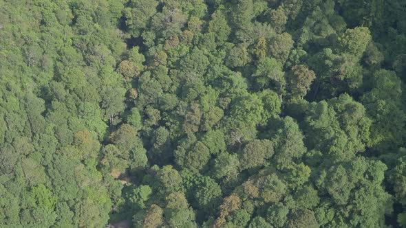 Aerial View Blue Mountains Forest In Katoomba Area, Australia alt