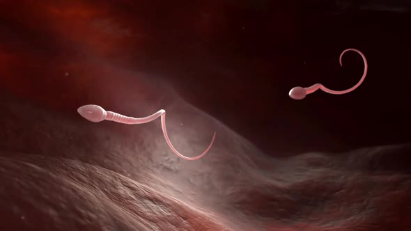 Male Sperm Cells 