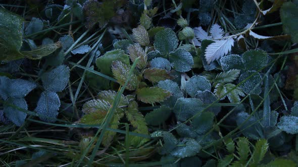 Frost melting on the leaves in the morning