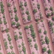 Aerial View Cenital of the Field 2 - VideoHive Item for Sale