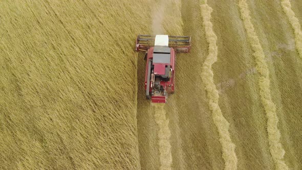Combine Harvester Red Removes Ripe Orange Ears of Rye, Wheat in Dry Sunny Summer Weather alt