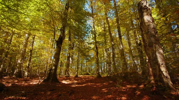Camera is Moving Through the Sunny Fall Forest Covered with Fallen Leaves and Turning View Up to the