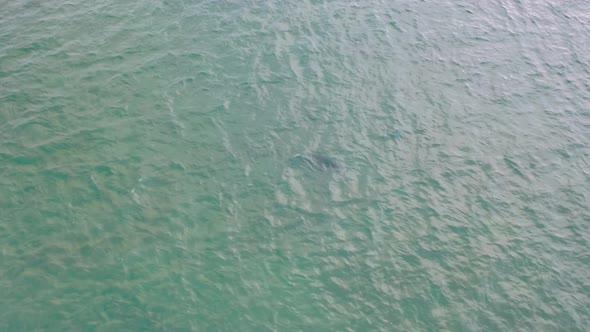 Seal Swimming and Diving in Gweebarra Bay  County Donegal Ireland alt