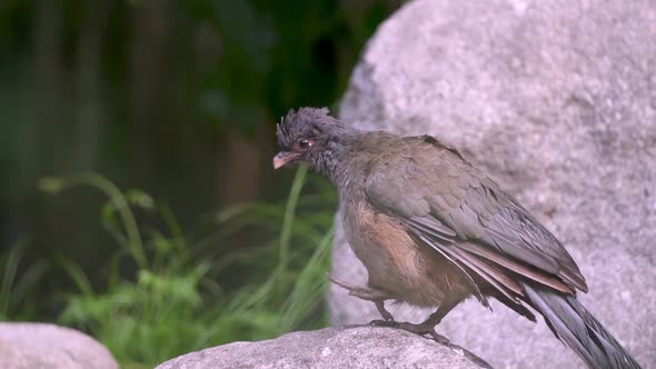 Slow motion close up shot of a Chaco chachalaca walking over rocks. From side alt