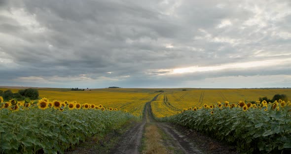 Clouds Thickened Over The Sunflower Field alt