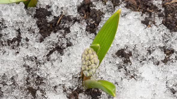 Closeup Spring Flowers Bloom alt