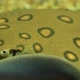 Stingrays in the Aquarium - VideoHive Item for Sale