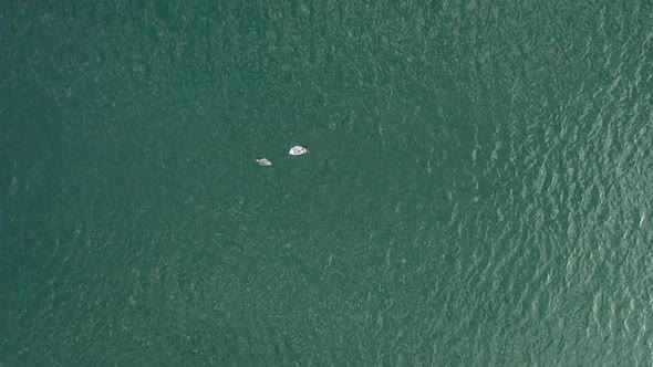 AERIAL: Seagull flies above Dead Plaice on the Green Baltic Sea alt