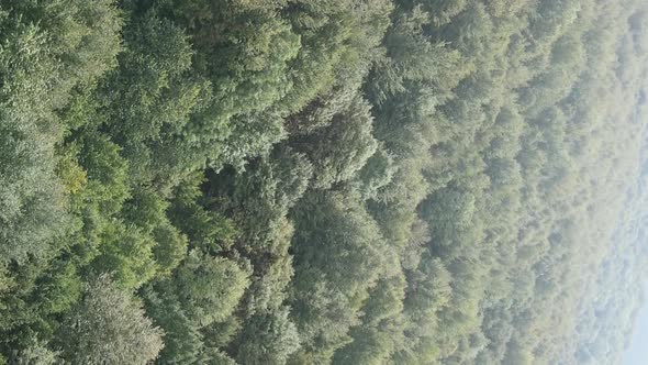 Vertical Video Aerial View of Trees in the Forest alt