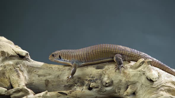 Sudan Plated Lizard - Gerrhosaurus Major on Wooden Snag at Black Background. Close Up alt