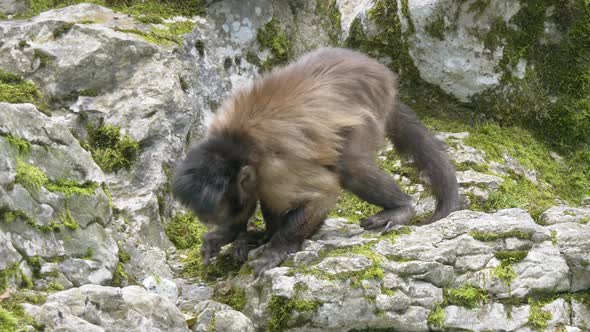 Close up shot of wild Capuchin Monkey during hunt of prey under rocks in wilderness - prores 4k foot alt