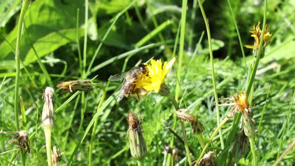Bee on yellow summer flower in the garden