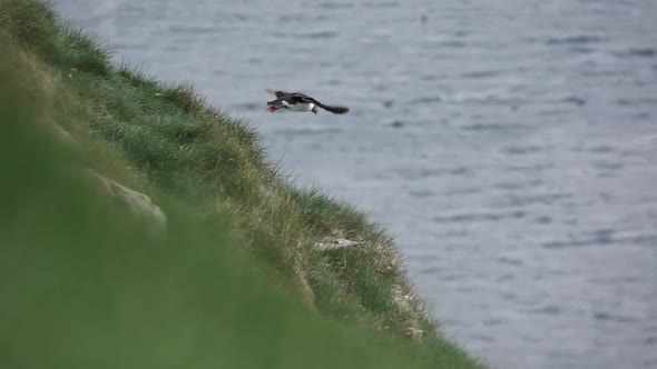 Puffins Flying Around the Hill in Super Slow Motion