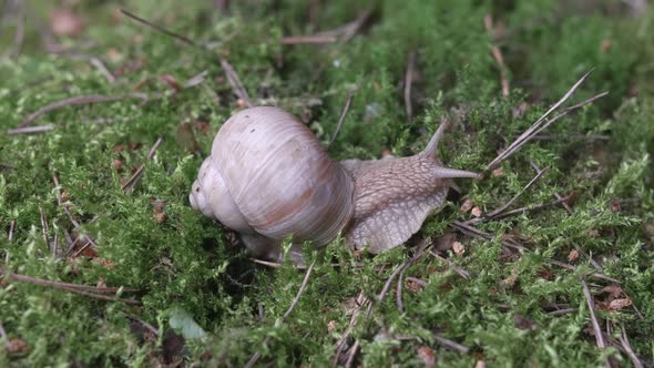 Grape snail crawling on green moss looking for food, molluscs concept
