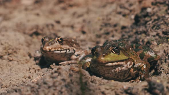 Two Frogs Sit Side By Side on the Sand Near the River Bank. Portrait of Toad alt
