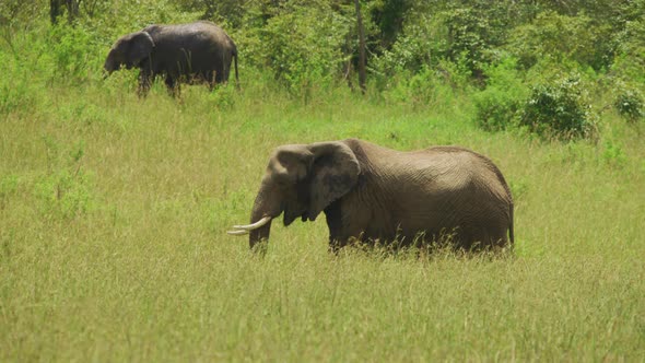 Two elephants walking alt