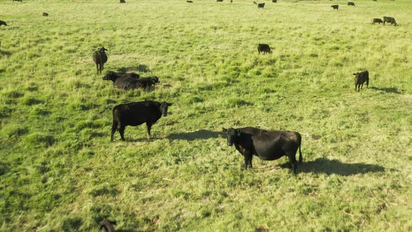 Cattle and Livestock Farm with Perfect Green Meadow Farming at Green Landscape alt