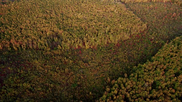 Aerial Drone View of Forest Destroyed in Europe Forest at Sunset During Autumn alt