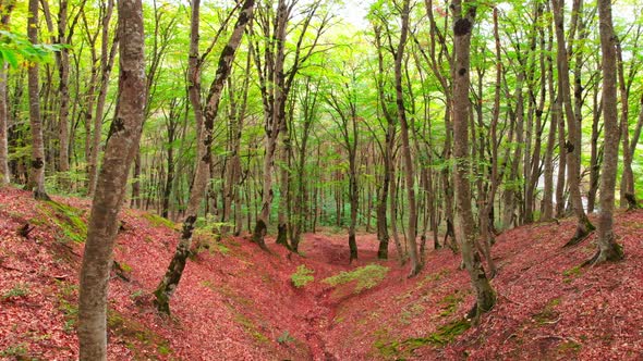 Blooming Sabaduri Forest In Tbilisi National Park alt