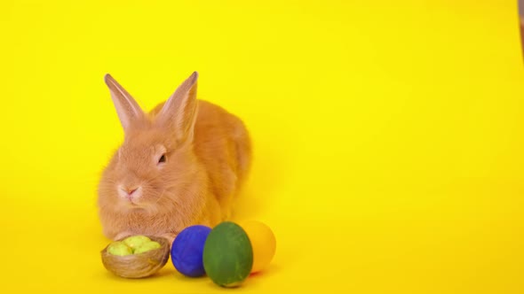 Curious Calm Fluffy Brown Rabbit Sits on a Yellow Background Easter Bunny for the Holiday alt