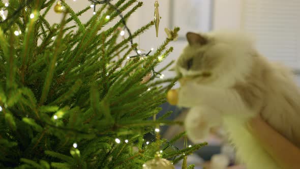 Cat Catching Christmas Decoration