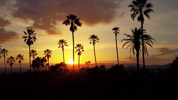 Aerial Of Palm Trees And The Sunset alt