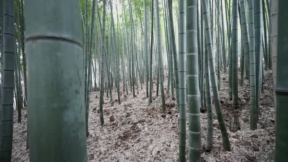 A dolly in of a bamboo forest. alt