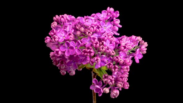Beautiful Time Lapse of Opening Violet Flower of Lilac on a Black Background alt