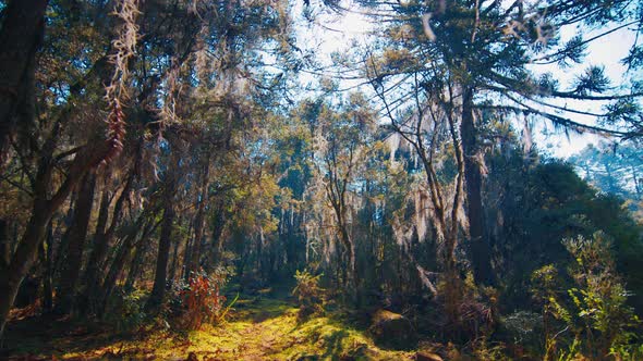Lush Forest with Plants in Brazilian Highlands alt