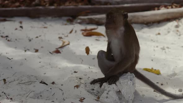 Monkey on Tropical Island Beach