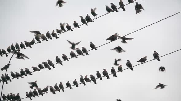 A flock of starlings resting on the wires and preparing to fly south, slow motion alt