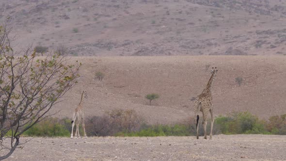 Mother and baby giraffe walking on the savanna of Orupembe in Namibia alt