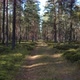 Lonely forest road - VideoHive Item for Sale