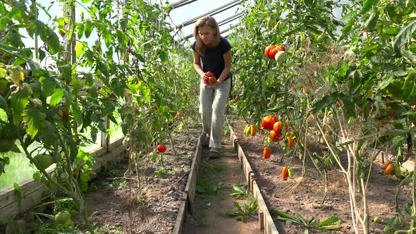 Farmer Woman Picking Organic Tomatoes In Greenhouse